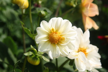 beautiful white flower have yellow petal at centre