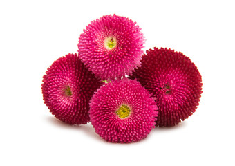 Beautiful daisy flowers isolated © ksena32