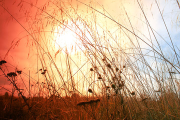 Grass at sunrise in the sun