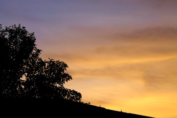 Plants and flowers at the sunset (Pesaro, Italy)