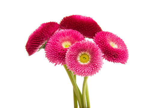 Beautiful daisy flowers isolated