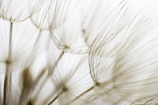 Dandelion seed closeup - Powered by Adobe