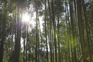Fototapeta premium The sun penetrates in the woods