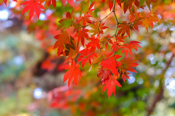 Red maple leaves in autumn season with blurred background