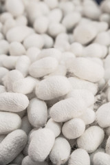 silkworm cocoons as a background