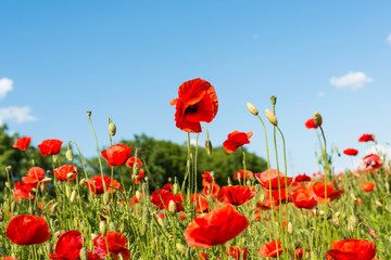 field with blooming poppies