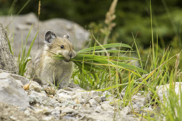 Naklejka premium American Pika carrying grass