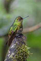 Female Ruby-throated Hummingbird (archilochus colubris) in flight with a green background