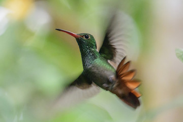 Female Ruby-throated Hummingbird (archilochus colubris) in flight with a green background