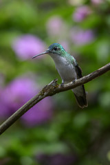 Female Ruby-throated Hummingbird (archilochus colubris) in flight with a green background