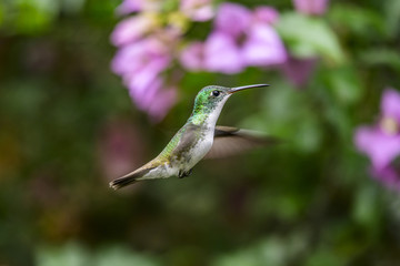 Fototapeta na wymiar Female Ruby-throated Hummingbird (archilochus colubris) in flight with a green background