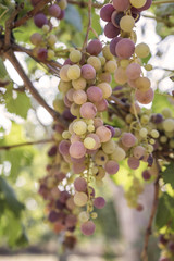 ripe grapes in a vineyard