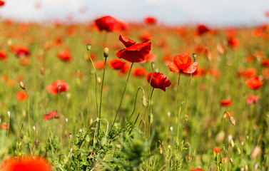 Fototapeta premium field with blooming poppies