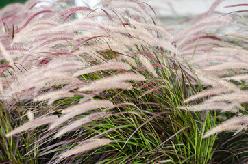 Feather Reed Grasses