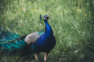 Obraz premium Pfau kräht