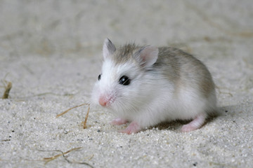 Zwerghamster auf Sand als Tierbaby