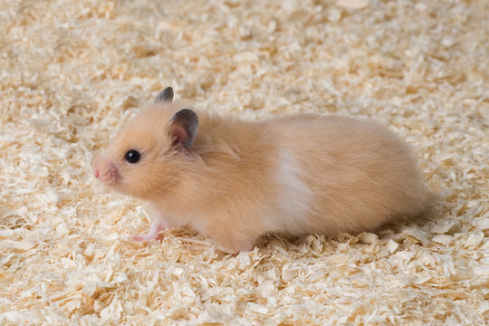 Goldhamster Jungtier auf Kleintierstreu