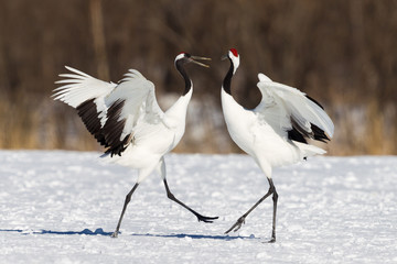 Mandschurenkraniche auf Hokkaido, Japan