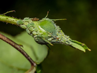 rosebud with aphids