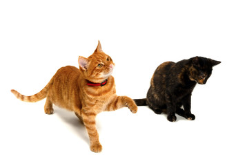 Brown and red-headed kittens playing