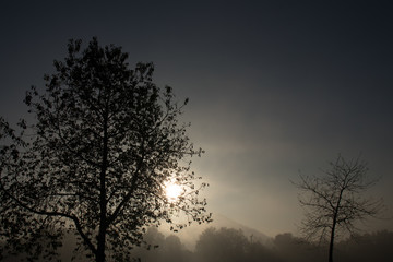 Fototapeta na wymiar Tree silhouettes in the foggy morning sunlight