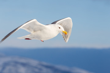 Möwe über dem Meer