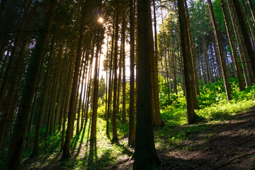 Afternoon sun in the forest with sunlight shining through tall trees