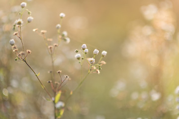 Spring flowers background