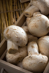 Fresh white mushrooms, Champignons de Paris.