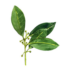 Watercolor bay leaves