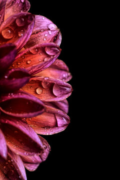 Close up of wet orange and pink dahlia