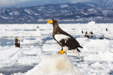 Seeadler in Rausu, Hokkaido, Japan