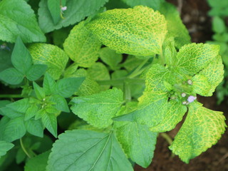 pink red roses in house garden - Gartenrosen im Hausgarten
