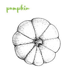 Pumpkin vector illustration. Engraved image. Sketch food illustration. Vegetable hand drawn.