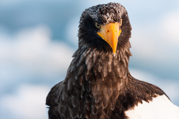 Seeadler in Rausu, Hokkaido, Japan