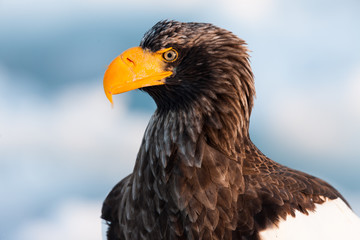 Seeadler in Rausu, Hokkaido, Japan
