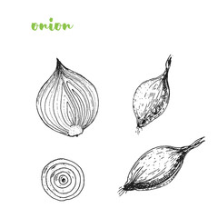 Onion vector illustration. Engraved image. Sketch food illustration. Vegetable hand drawn.