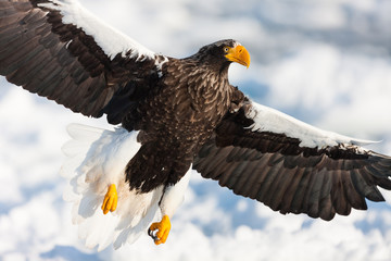 Seeadler in Rausu, Hokkaido, Japan