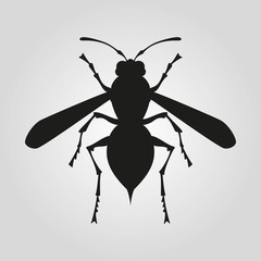 Icon of wasp silhouette on the white background.