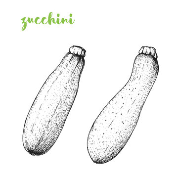 Zucchini vector illustration. Engraved image. Sketch food illustration. Vegetable hand drawn.