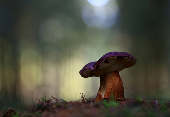 After the rain.Cool autumn evening, strolling after the rain,I found it.