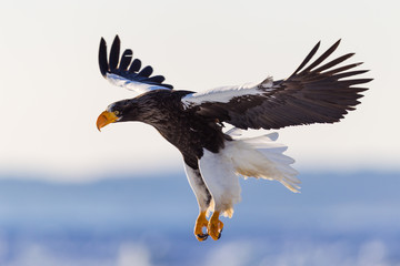 Seeadler in Rausu, Hokkaido, Japan
