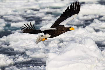 Seeadler in Rausu, Hokkaido, Japan
