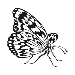 Icon of butterfly silhouette on the white background.
