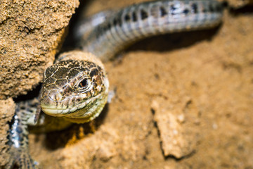 portrait of a lizard close-up