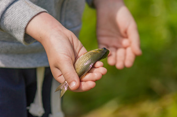 crucian in child hand