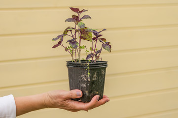 Closeup of woman hands holding a pot with basil seedlings