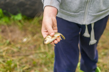 crucian in child hand