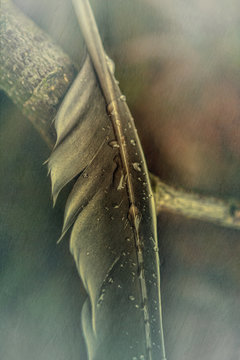 Feather with waterdrops