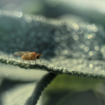 Fly resting on leaf